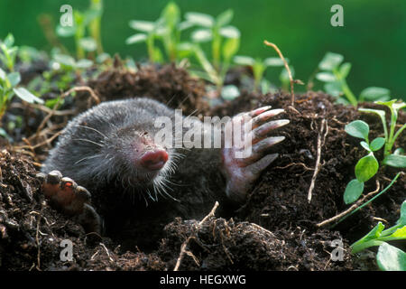 Close up of European mole (Talpa europaea) emerging from molehill / mole hill in garden and showing large, spade-like forepaws with huge claws Stock Photo