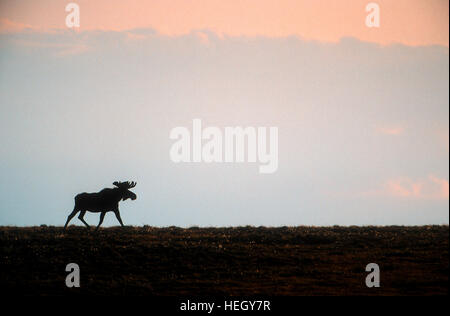 Bull moose on Arctic Tundra, Alaska Stock Photo