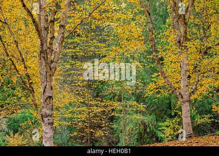 USA, Oregon, Portland, Hoyt Arboretum, Autumn colored Himalayan birch trees (Betula utilis) display distinctive white bark. Stock Photo