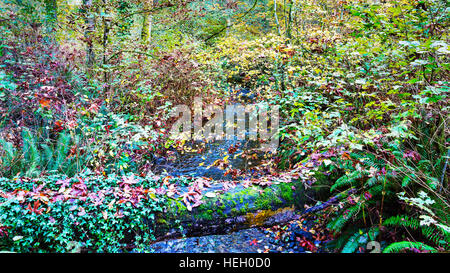 Fall color in Saltwater State Park, King County, Washington. Stock Photo