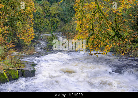 USA, Washington, Camas, Lacamas Park, Autumn colored bigleaf maple border Lower Falls on rain swollen Lacamas Creek. Stock Photo