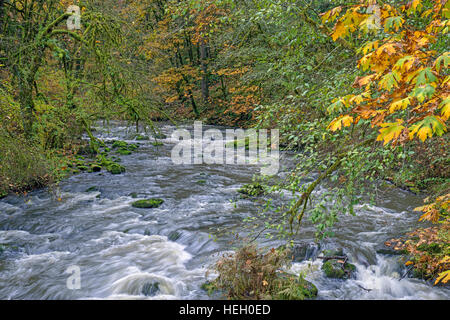 USA, Washington, Camas, Lacamas Park, Autumn colored bigleaf maple trees add color to forest bordering Lacamas Creek. Stock Photo