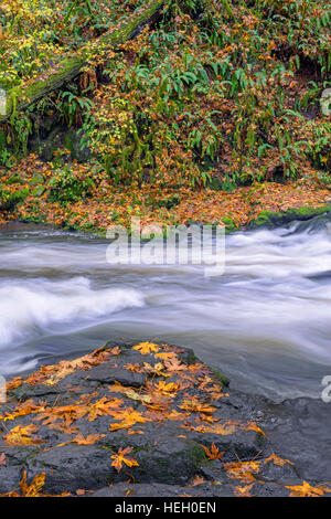 USA, Washington, Camas, Lacamas Park, Rain swollen Lacamas Creek with decaying bigleaf maple leaves, moss and ferns. Stock Photo