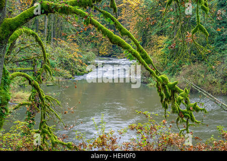 USA, Washington, Camas, Lacamas Park, Moss-covered branches of bigleaf maple stand out in autumn forest above Lacamas Creek. Stock Photo