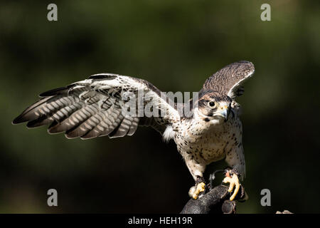 Portrait of a Lanner Falcon at the Center for Birds of Prey November 15, 2015 in Awendaw, SC. Stock Photo