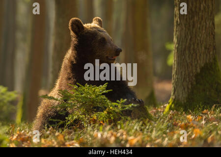 European Brown Bear / Braunbaer ( Ursus arctos ), grown-up cub, sitting on the ground of forest, looks funny, golden light.