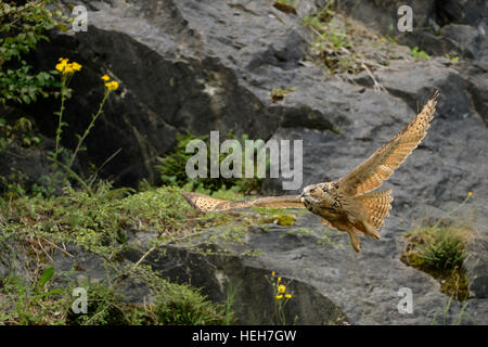 Northern Eagle Owl / Europaeischer Uhu ( Bubo bubo ), young bird, flying, in flight through an old quarry, wildlife, Germany. Stock Photo