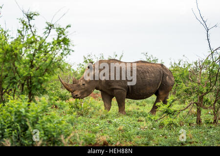 A white rhino grazing in an open field in South Africa Stock Photo