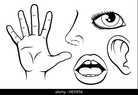 Premium Vector  Sense organs hand drawn mouth and tongue eye nose ear  and hand palm engraving five senses vector illustration