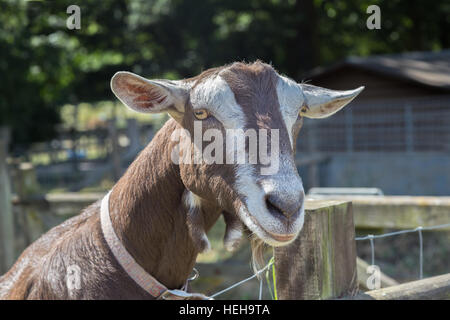 Close up of a goat's head, he looks friendly and like he's smiling.  He's close to the fence and was very curious. Stock Photo