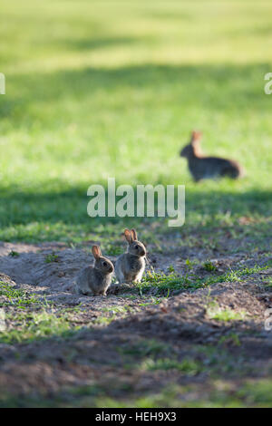 Rabbits (Oryctolagus cuniculus). Young sibling animals in an autumn sown cereal field. Adult doe (dam) behind. Ingham. Norfolk. UK. Stock Photo