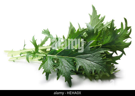 Bunch of Mizuna (Japanese mustard) leafy green salad. Brassica rapa nipponsinica cultivated variety. Clipping paths, shadow separated Stock Photo