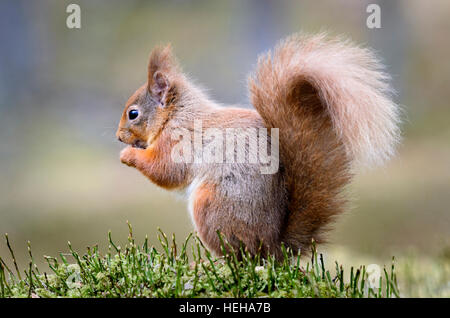 Red Squirrel, Sciurus vulgaris
