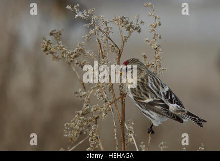 Common redpoll, Acanthis flammea sitting on dryed plant in autumn eating on seedheads Stock Photo