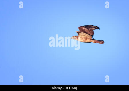 A red-tailed hawk takes flight near the end of the day. Stock Photo