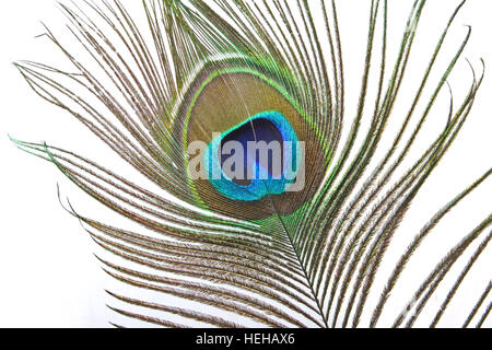 Peacock feather isolated on white Stock Photo