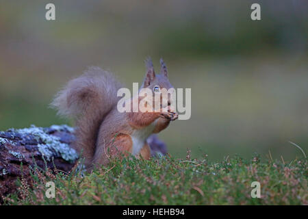 Red Squirrel eating in winter Stock Photo