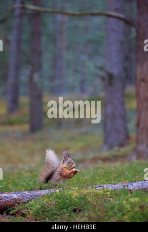 Red Squirrel eating in winter Stock Photo
