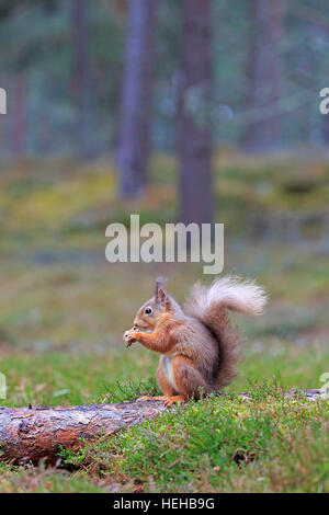 Red Squirrel eating in winter Stock Photo