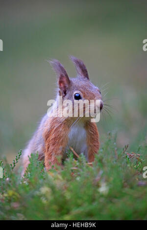 Red Squirrel in winter Stock Photo