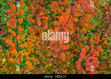 Autumn colors of Smoke Tree leaves in the fall, Idaho, USA Stock Photo