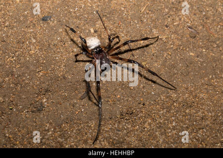 big white spider Nephilengys livida is a nephilid spider they are common in human dwellings. Masoala National park, Toamasina province, Madagascar wil Stock Photo