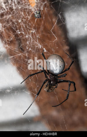 big white spider Nephilengys livida is a nephilid spider they are common in human dwellings. Masoala National park, Toamasina province, Madagascar wil Stock Photo