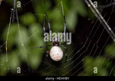 big white spider Nephilengys livida is a nephilid spider they are common in human dwellings. Masoala National park, Toamasina province, Madagascar wil Stock Photo