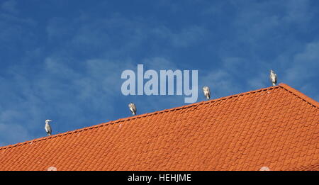 Four herons on an orange roof with a blue sky Stock Photo