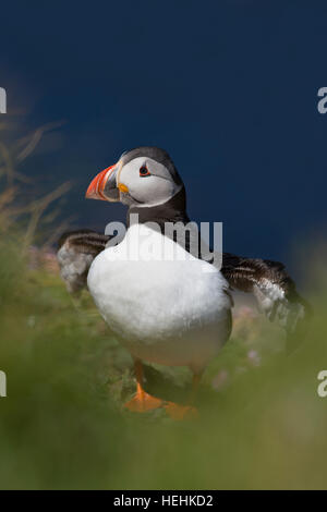 Puffin; Fratercula arctica Single Wing Stretching Orkney; UK Stock Photo