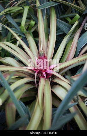 Pineapple growing on  plant Stock Photo