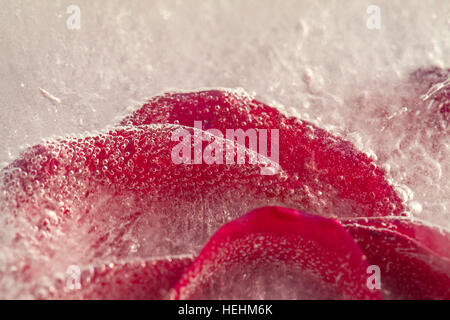 frozen flora - bright red rose frozen into a block of ice Stock Photo