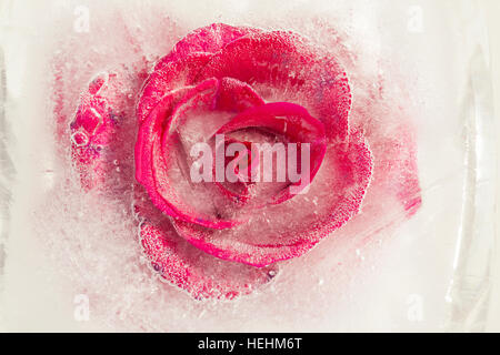 frozen flora - bright red rose frozen into a block of ice Stock Photo