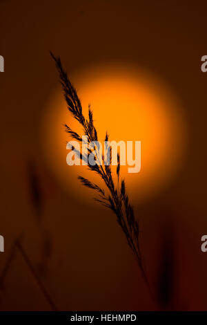 Grass seed-heads against the winter sunset Stock Photo