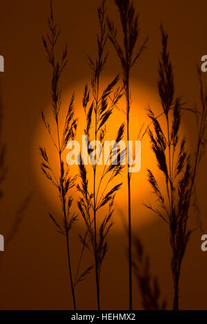 Grass seed-heads against the winter sunset Stock Photo