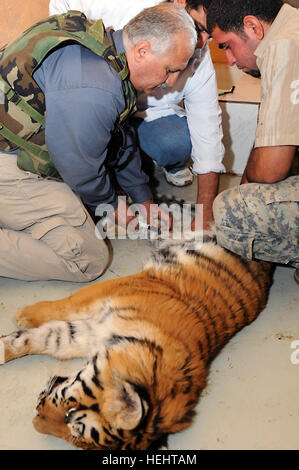 Dr. Mewafak Raffo, a veterinary advisor assigned to 1st Armored Division, U.S. Division-Center, draws blood from an ill tiger at the Baghdad Zoo March 24 with the help of Iraqi zoo workers. U.S. forces and Iraqi zoo employees have worked together in the past and will continue this trend to help create a better zoo for people to enjoy. Iraqi, U.S. veterinarians partner to help Baghdad Zoo animals 263913 Stock Photo