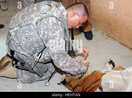 Maj. Matt Takara, commander 51st Medical Detachment Veterinary Medicine, 248th Medical Detachment Vet. Services, checks an opened mouth of an unconscious young tiger March 24 at the Baghdad Zoo. Takara answered the call from 1st Armored Division, U.S. Division-Center to help Iraqi zoo employees and U.S. forces diagnose the tiger's illness. The cooperation of the zoo workers and U.S. forces are helping create a place of much needed entertainment for the people of Iraq. Iraqi, U.S. veterinarians partner to help Baghdad Zoo animals 263916 Stock Photo