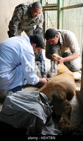 A sedated lion at the Baghdad Zoo has blood drawn March 24 by Iraqi zoo workers as Maj. Matt Takara, commander 51st Medical Detachment Veterinary Medicine, 248th Medical Detachment Veterinary Services, observes the procedure. Takara was part of a U.S. forces team organized by 1st Armored Division, U.S. Division-Center, continuing a relationship started early in the Iraq campaign. Iraqi, U.S. veterinarians partner to help Baghdad Zoo animals 263914 Stock Photo