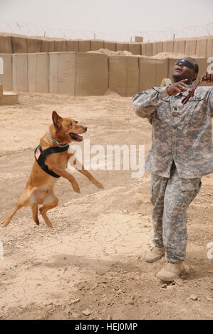 Sgt. 1st Class Rudder, a labrador retriever, can hardly contain his excitement as his handler, Staff Sgt. Rochan Turner, the kennel master for Headquarters and Headquarters Operations Company, 3rd Infantry Division, tosses a football in the air, indicating it's playtime. Soldiers from the 2nd Stryker Brigade Combat Team, 25th Infantry Division, conducted military working dog training with Iraqi Police Forces July 20 at Forward Operating Base Warhorse in the Diyala province. Every dog has its day, including military working dogs 305576 Stock Photo