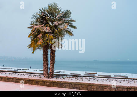 Palm tree Vancouver Canada Stock Photo Alamy