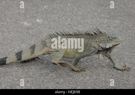 close up of an iguana (Iguana iguana) on a rock in Curacao Stock Photo