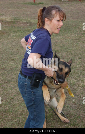 Jan Harkner from the Orange Township Fire Department rewards her German Shepherd 'Bodo' with a chew toy for correctly identifying the target during the Department of Homeland Security's Basic Land Cadaver Course held at the Camp Atterbury Joint Maneuver Training Center?s Search and Rescue Training Center. During this training the dogs and handlers learned techniques to assist in the process of conducting an effective search for human remains. Training humans to master their rescue dogs Department of Homeland Security trains at Camp Atterbury 265018 Stock Photo