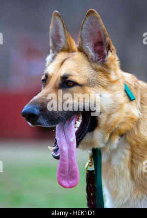 Search and Rescue Dog Keefer takes a breather while training at the Department Homeland Security's Basic Cadaver Course held at the Camp Atterbury Joint Maneuver Training Center's Search and Rescue Training Center in central Indiana March 21. Keefer works for the Canine Searching of Scent Agency in Pennsylvania. Training humans to master their rescue dogs Department of Homeland Security trains at Camp Atterbury 265020 Stock Photo