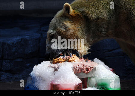 Singapore. 22nd Dec, 2016. Polar bear Inuka eats a fish cake during its birthday party at the Singapore Zoo, Dec. 22, 2016. The Singapore Zoo held on Thursday a birthday party for Inuka, the first polar bear born in the tropics on Dec. 26, 1990. Credit: Xinhua/Alamy Live News Stock Photo