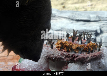 Singapore. 22nd Dec, 2016. Polar bear Inuka eats a fish cake during its birthday party at the Singapore Zoo, Dec. 22, 2016. The Singapore Zoo held on Thursday a birthday party for Inuka, the first polar bear born in the tropics on Dec. 26, 1990. Credit: Xinhua/Alamy Live News Stock Photo