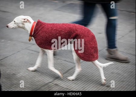 A dog in a coat walks next to its owner down the Zeil shopping street in Frankfurt am Main, Germany, 22 December 2016. Photo: Frank Rumpenhorst/dpa Stock Photo