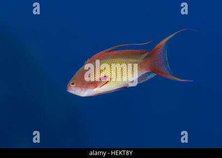 November 8, 2016 - Red Sea, Egypt - Male sea goldie,  lyretail coralfish, lyretail anthias or scalefin anthias (Pseudanthias squamipinnis) on the background of blue water, Red sea, Sharm El Sheikh, Sinai Peninsula, Egypt (Credit Image: © Andrey Nekrasov/ZUMA Wire/ZUMAPRESS.com) Stock Photo