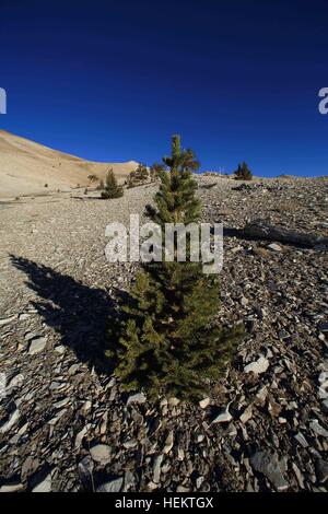 White Mountains, California, USA. 24th Sep, 2016. Young Bristlecone Pine trees trees grow on barren soil in the Patriarch Grove the home of the world's largest bristlecone pine, the Patriarch Tree. The White Mountains of California and Nevada are a triangular fault-block mountain range facing the Sierra Nevada across the upper Owens Valley. Its home to the Ancient Bristlecone Pine Forest (Pinus longaeva). The highest point in the range is White Mountain Peak, which at 14,252 ft (4,344 m) the highest peak in Mono County and the third-highest summit in California. This peak is actually an extin