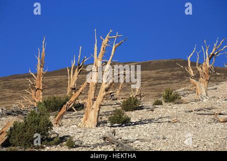 White Mountains, California, USA. 24th Sep, 2016. Young trees grow near ancient gnarled Bristlecone Pine trees in the Patriarch Grove the home of the world's largest bristlecone pine, the Patriarch Tree. The White Mountains of California and Nevada are a triangular fault-block mountain range facing the Sierra Nevada across the upper Owens Valley. Its home to the Ancient Bristlecone Pine Forest (Pinus longaeva). The highest point in the range is White Mountain Peak, which at 14,252 ft (4,344 m) the highest peak in Mono County and the third-highest summit in California. This peak is actually an