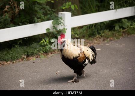 Free range Faverolle rooster Stock Photo
